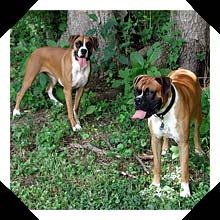 Brutus and Angel