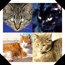 Kitties