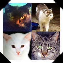 Kitties