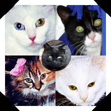 Kitties
